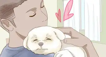 Look After Pets During Fireworks