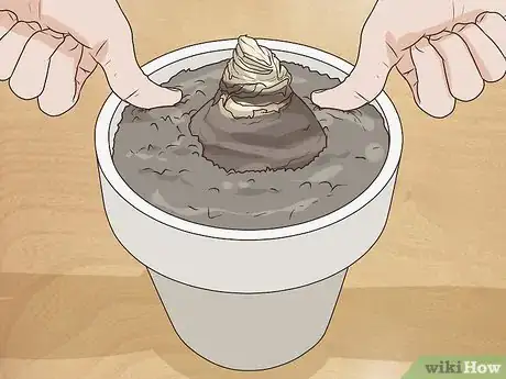 Image titled Plant Amaryllis Step 6