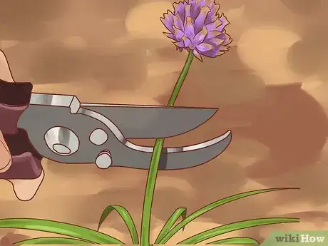 Image titled Grow Chives Step 20