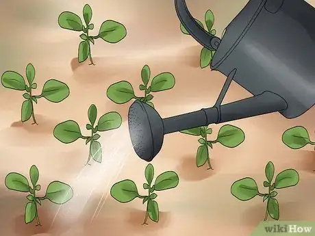 Image titled Grow Cleome Step 18