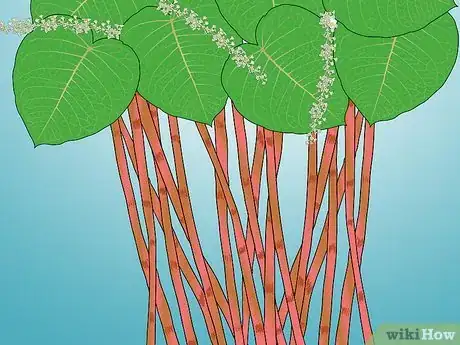 Image titled Identify Knotweed Step 22
