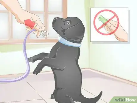 Image titled Get a Puppy Used to a Leash Step 10