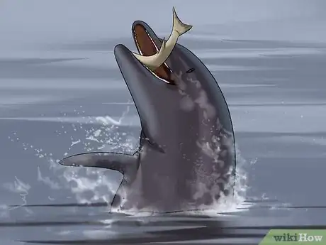 Image titled Identify a New Zealand Dolphin Step 9