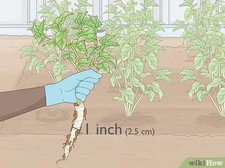 Image titled Plant Parsnips Step 14