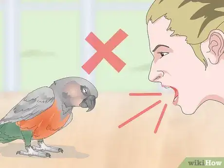 Image titled Teach a Red Bellied Parrot to Speak Step 13