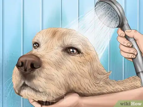 Image titled Care for Your Dog on the Beach Step 17