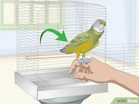 Image titled Deal with a Fearful or Stressed Senegal Parrot Step 10