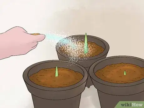 Image titled Grow Cannas Step 20