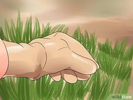 Image titled Grow Cleome Step 14