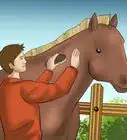 Catch a Horse