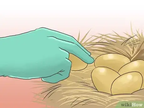 Image titled Raise Chickens for Eggs Step 21