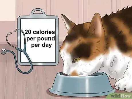 Image titled Take Care of an American Wirehair Cat Step 6