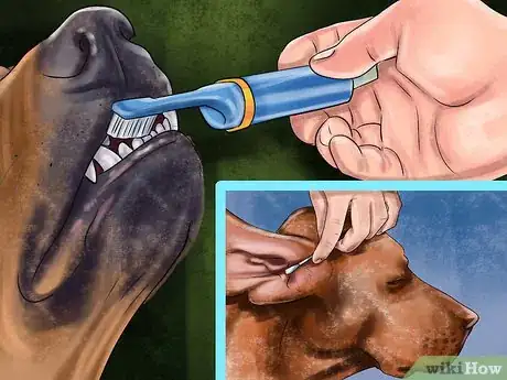 Image titled Care for an Irish Setter Step 11