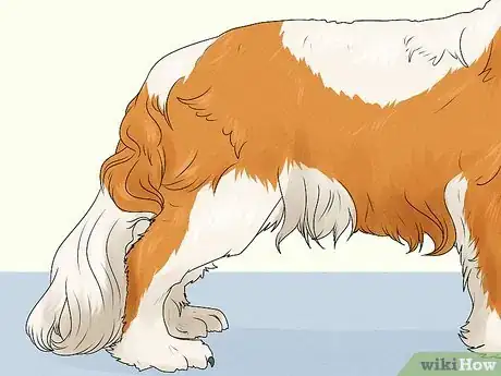 Image titled Identify a Cavalier King Charles Spaniel Step 5