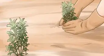 Divide a Lavender Plant