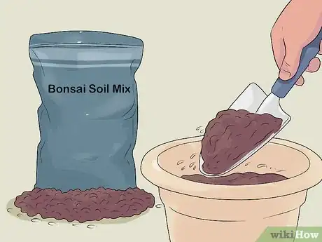 Image titled Care for a Money Tree Step 15