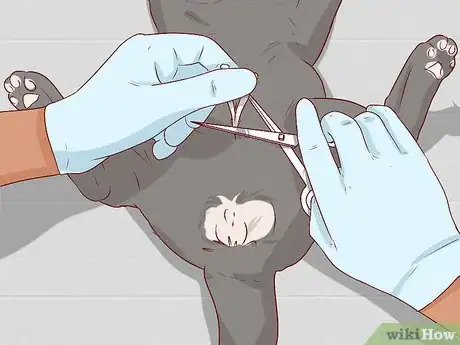 Image titled Take Care of a Chartreux Cat Step 8