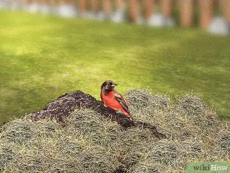 Image titled Attract Orioles Step 9