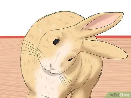 Image titled Prevent Snuffles (Pasteurella) in Rabbits Step 9