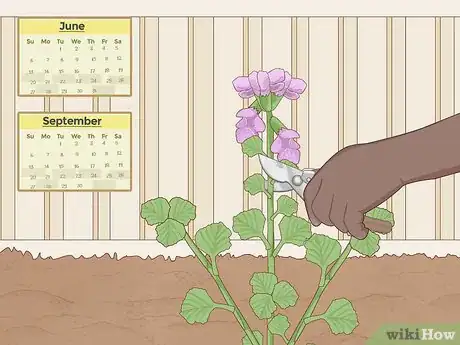 Image titled Grow Horehound Step 15