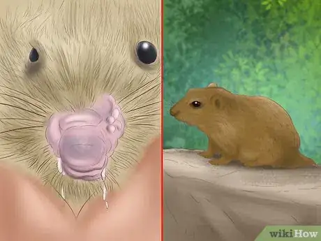 Image titled Treat Respiratory Problems in Gerbils Step 1