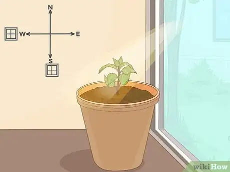 Image titled Plant Succulents Indoors Step 7