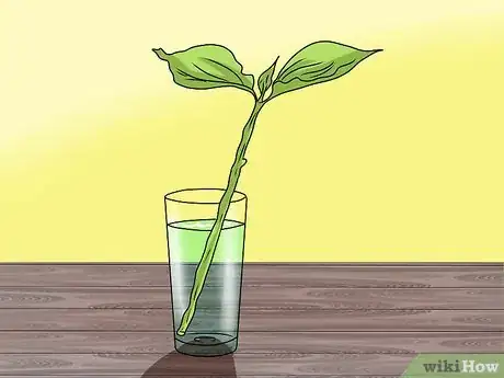 Image titled Grow Coleus Step 10