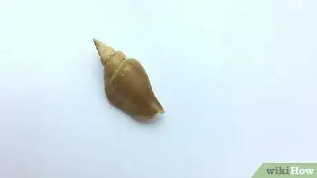 Image titled Make Fossils Step 4
