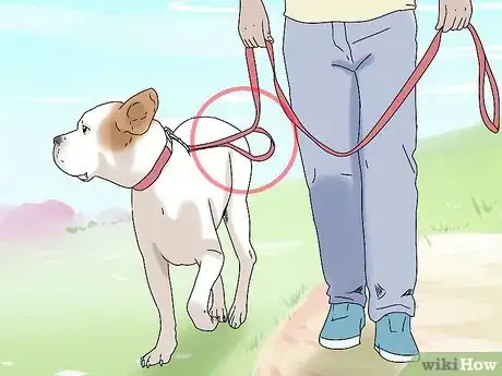 Image titled Walk a Dog on a Leash Step 4