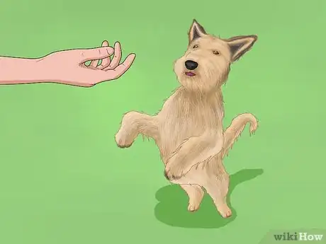 Image titled Identify a Berger Picard Step 12