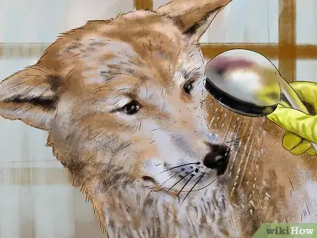 Image titled Keep Your Dog Safe in Extreme Weather Step 16