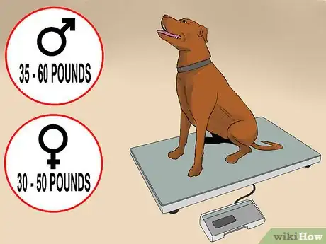 Image titled Care for an American Pit Bull Terrier Step 10