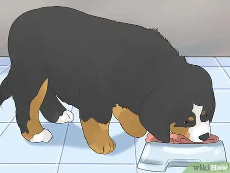 Image titled Care for Bernese Mountain Dogs Step 3