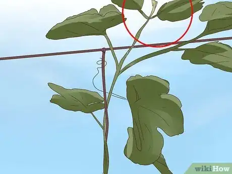 Image titled Prune Grape Vines Step 19