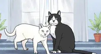 Fix Clinginess in Cats