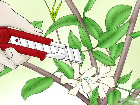 Image titled Plant Confederate Jasmine Step 1