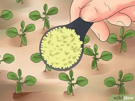 Image titled Grow Cleome Step 20