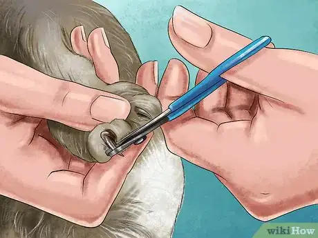 Image titled Take Care of a Singapura Cat Step 7