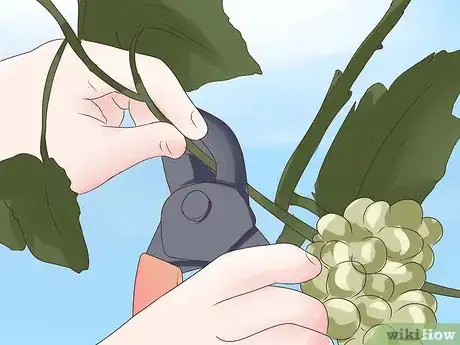 Image titled Prune Grape Vines Step 26