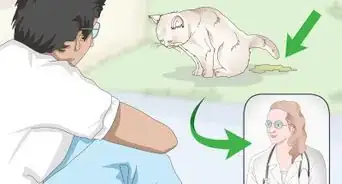 Prevent Stones in Cats