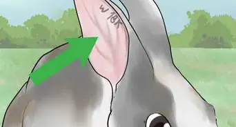 Select a Show Rabbit