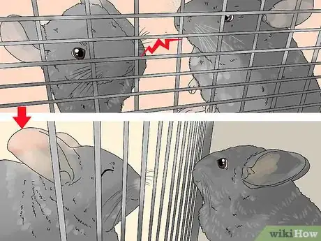 Image titled Manage Fur Slip in Chinchillas Step 3
