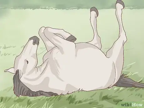 Image titled Walk a Colicking Horse Step 6