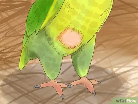 Image titled Treat Polyomavirus in Caique Parrots Step 3