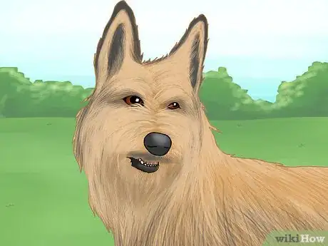 Image titled Identify a Berger Picard Step 10