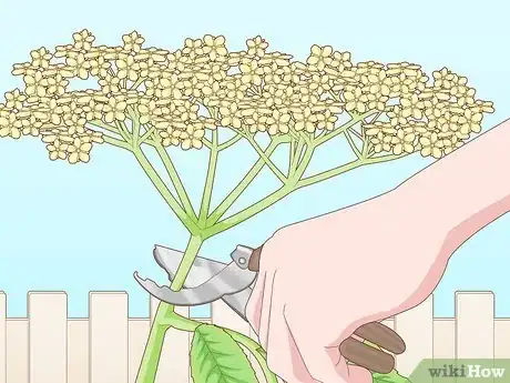 Image titled Identify Elderflower Step 14