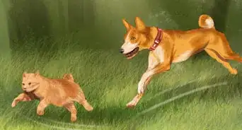 Identify a Basenji Dog