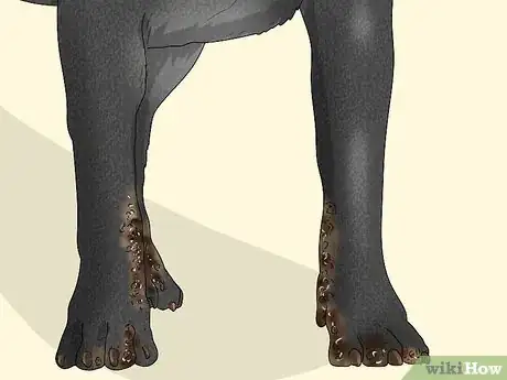 Image titled Treat Zinc Deficiency in Dogs Step 11