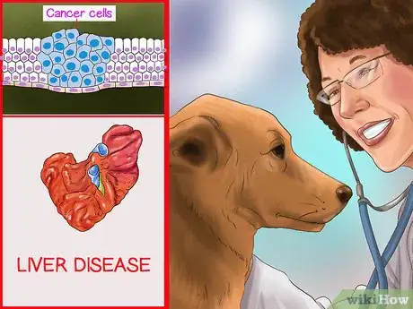 Image titled Show Affection to an Older Dog Step 5