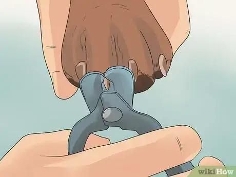 Image titled Care for Rottweilers Step 8